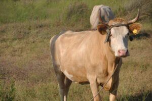 Read more about the article Live Cattle Calendar Spread and Sugar Butterfly Spread