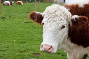 Read more about the article Cattle Futures Consolidate Ahead of Cattle on Feed Report