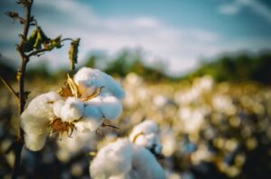 Read more about the article Cotton Lower at Midday