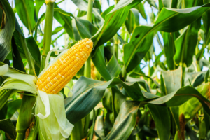 Read more about the article Corn Closes with Slight Losses Ahead of Holiday