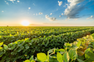 Read more about the article Soybeans Stronger on Friday Morning