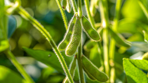 Read more about the article Soybeans Gain Strength Throughout Monday