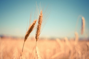 Read more about the article Wheat Mixed on Thursday