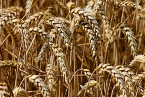 Read more about the article Wheat Falling on Bearish Stocks Number