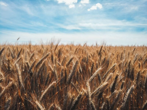 Read more about the article Wheat Slips Lower on Friday, with Help from USDA