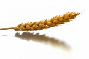 Read more about the article Wheat Trying to Regain Lost Ground from Friday